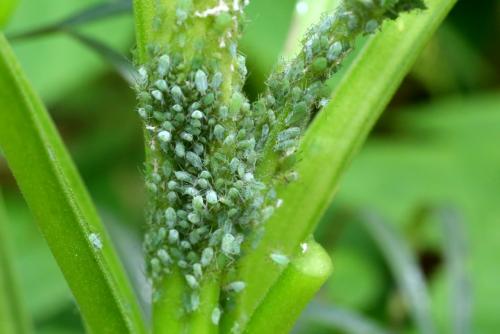 Macrosiphum hellebori